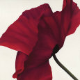 Papaver II Lámina por Yvonne Poelstra-Holzhaus