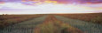 Canola Crop in a Field, Edmonton, Alberta, Canada