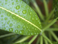 Leaf Detail, Maldives, Indian Ocean Photographic Print by Jon Arnold