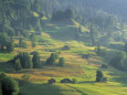 Alpine Meadow, Switzerland Photographic Print by Jon Arnold