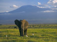 Elephant, Mt. Kilimanjaro, Masai Mara National Park, Kenya Photographic Print by Peter Adams