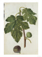 Botanical Study of a Fig Gicleetryck av Jacques Le Moyne De Morgues