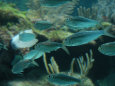 Fishes in Aquarium, Mexico - Mayan Riviera