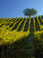 California's Wine Country Posters