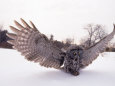 Owls (Color Photography) Posters