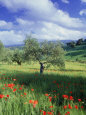 North Ronda, Andalucia, Spain Photographic Print by Peter Adams
