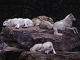 Gray Wolf, Canis Lupus Photographic Print by D. Robert Franz