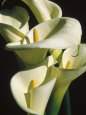 Lirios de Calla Pósteres