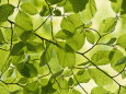 Leaves (Color Photography) Posters
