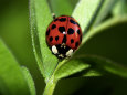 Nine Spotted Lady Bug Beetle Fotografie-Druck von Larry F. Jernigan
