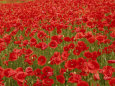 Amapolas Pósteres