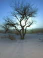Nm, White Sands Natl Monument, Trees and Sunset Photographie par Walter Bibikow
