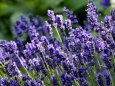 Lavandula Angustifolia (Lavender), Blue Flowers in Dappled Sunlight Photographie par Susie Mccaffrey