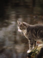 Cat on Rock