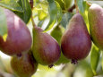 Pear (Pyrus Glou Morceau), Close-up of Purple Fruits Growing on the Tree Photographic Print by Susie Mccaffrey