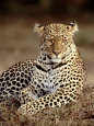 Leopards Posters