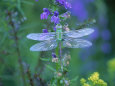 Dragonfly Fotografisk tryk af Lynn M. Stone