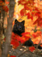 Wolf (Photography) Posters