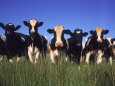 Holstein Dairy Cows, WI Photographic Print by Mark Gibson
