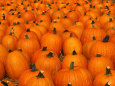 Calabazas / Curcubitáceos Posters