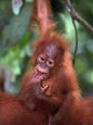 Baby Sumatran Orangutan, Indonesia