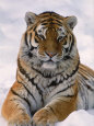 Tigres en fotografía Posters