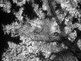 Fotografías en blanco y negro de botánica Pósteres