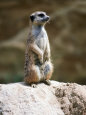 Meerkat on Guard Lookout Mungos Mongo