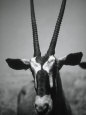 Fotografías de antílopes Pósteres