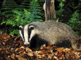 Badgers Posters