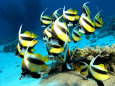 Banner Fish, St. Johns Reef, Red Sea Photographie par Mark Webster
