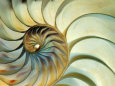 Close-up of Nautilus Shell Spirals Fotografisk tryk af Ellen Kamp