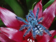 Fotografías en color de arañas Pósteres