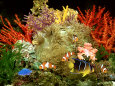 Community of Marine Fish in an Aquarium Setting of Live Invertebrate Decor