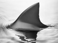 Sharks (Photography) Posters