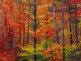 Otoño Pósteres