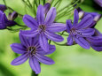 Agapanthus 