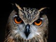 Close-up of an Owl Photographie par Joel Sartore