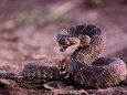 Photographies couleur de serpents Posters