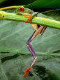 Frogs (Color Photography) Posters