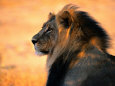 Lions (Color Photography) Posters