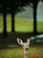 White-Tailed Deer Foraging on Grass Photographie par Raymond Gehman