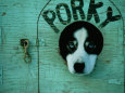 Porky the Dog