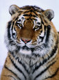A Siberian Tiger at the Minnesota Zoological Garden Lámina fotográfica por Michael Nichols