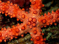 A Close View of a Starfish Lámina fotográfica por Wolcott Henry