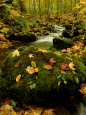 Feuilles tombées sur des rochers près d'un ruisseau de montagne Photographie par Raymond Gehman