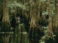 Egrets (Color Photography) Posters