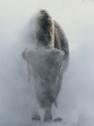 Mammals (Natl. Geo.) Posters