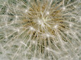 Close-up of a Common Dandelion Lámina fotográfica por Brian Gordon Green