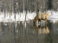 A Male Elk Takes a Drink While Standing in the Water in This Winter Scene Photographic Print by Roy Toft